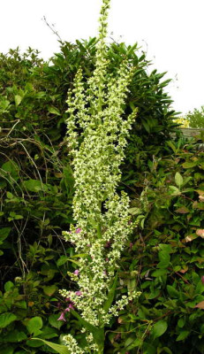 Veratrum_californicum_3616_resize.JPG