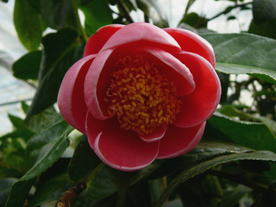 Amplexicaulis08.jpg