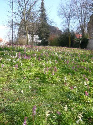 Lerchensporn_auf_der_Wiese.jpg