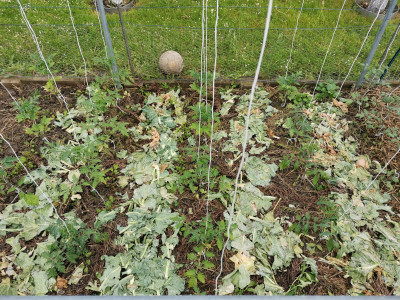 Tomaten 20220508.jpeg