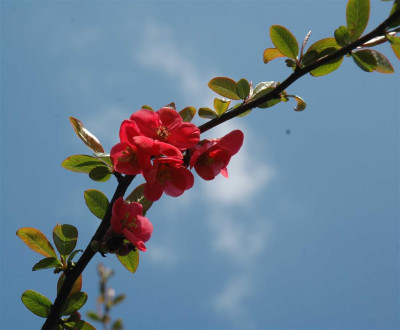 A6204.aJPG_Large.jpg