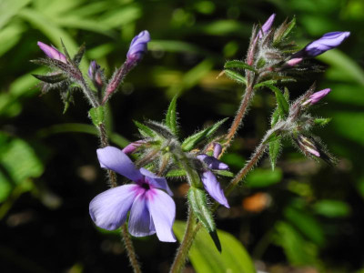 2022-05-08 divaricata 'Chattahoochee' (1).JPG