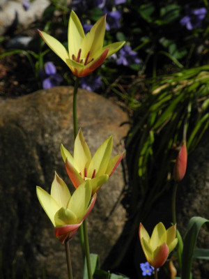 clusiana 'Cynthia' 2022-05-02 (2).JPG