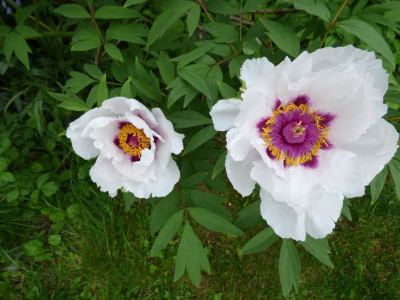 P.rockii ax22.jpg