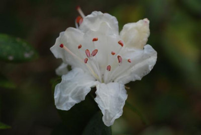 rhodo_boga_08.jpg