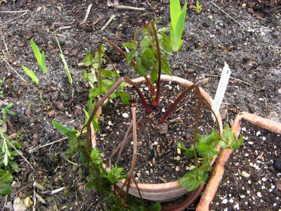St_anemonopsis080408.jpg