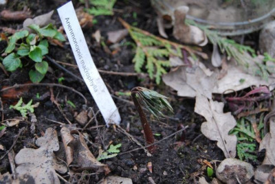 Anemonopsis_Austrieb.jpg