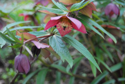 H.Pseudotorquatus_im_Abbluhen.jpg