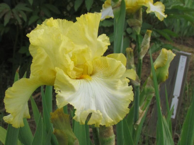 TB Canaries and Cream.JPG