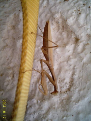 mantis_okt06.jpg