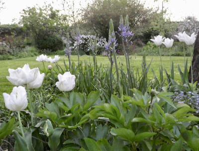 tulpen.jpg
