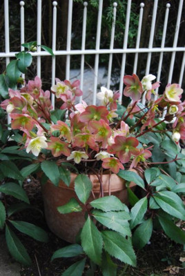 H.ericsmithii_Abbluhen.jpg