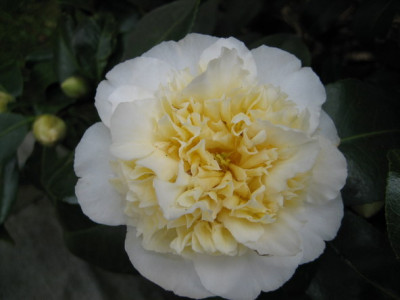 Jurys_Yellow_06.jpg