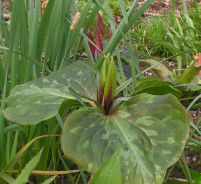Trillium_chloropetalum_013.jpg