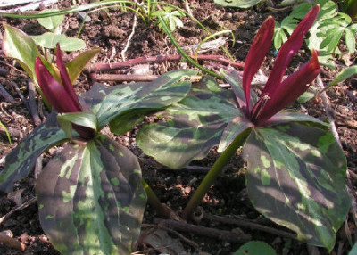 Trillium_405.jpg