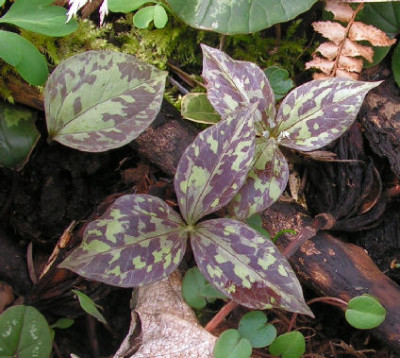 Trillium_Hybr_005.jpg
