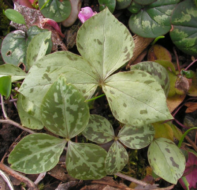 Trillium_Hybr_006.jpg