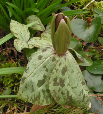 Trillium_cune_x_lut_007.jpg