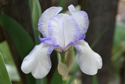 Iris 005.JPG