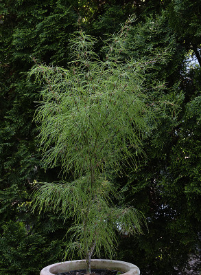 DSC_5055_DxO.jpg