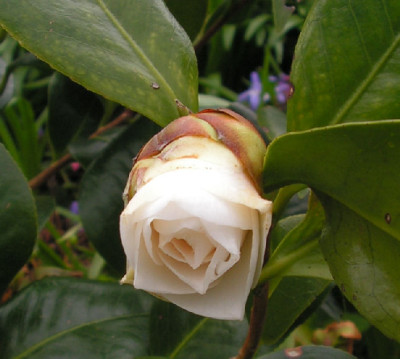 Camellia_White_Pope_001.jpg