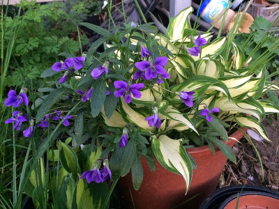 2022-05-11 Hosta ++.jpg