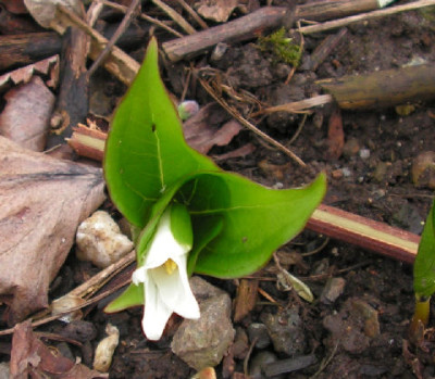 Trillium_ovatum_009.jpg