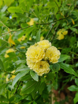 IMG_20220511_173218_Bokeh.jpg