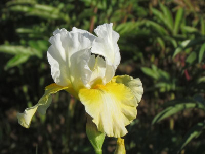 TB Daffodil Cloud.JPG