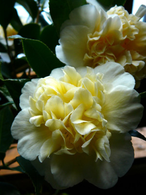 Jurys-Yellow08-.jpg