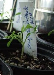 Tomaten_Tag_21a.jpg