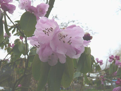 Rhododendron_oreodoxa_fars_2008.jpg