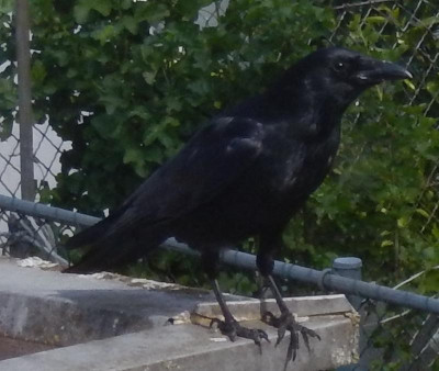Welcher_Vogel.jpg