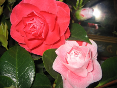 IMG_1582.jpg