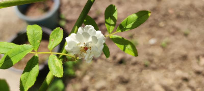 IMG_20220512_140312.jpg