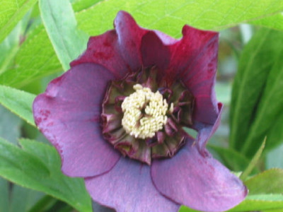 Anemone_Peters_dunkelrot.jpg