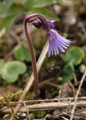 IMG_3546_eSoldanella_cyanaster.JPG