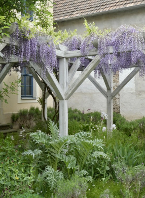 wisteria.jpg