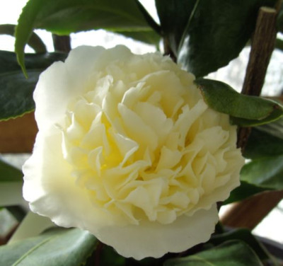 Jurys_Yellow_02.04..JPG