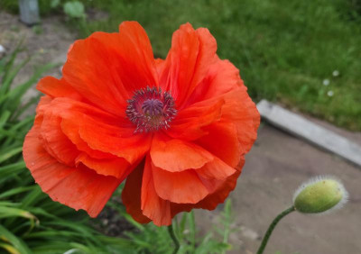 Papaver_Olympia_20220512_191950_B.jpg