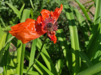 Papaver_Olympia_20220511_152323.jpg