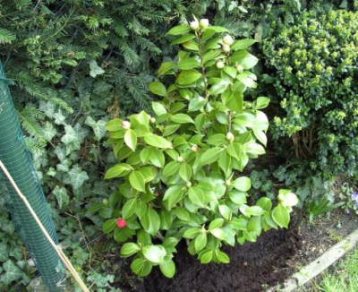 Prof._Fil._Parl._zwischen_Kletterrose_und_Buchs_09.04.08.JPG