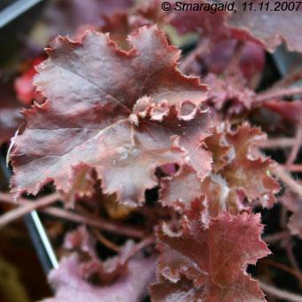 Heuchera-Cappuccino-2007-11-11_9543.jpg