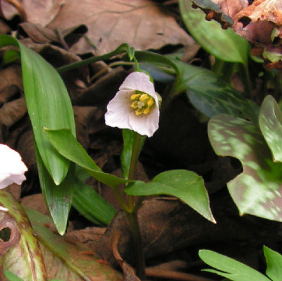 Trillium_rivale_017.jpg