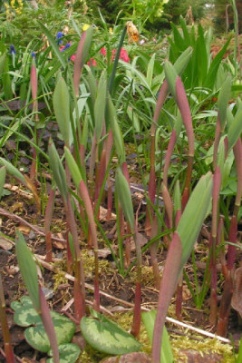Polygonatum_glaberrimum_019.jpg