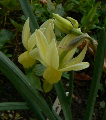 Narcissus_Chipper.jpg