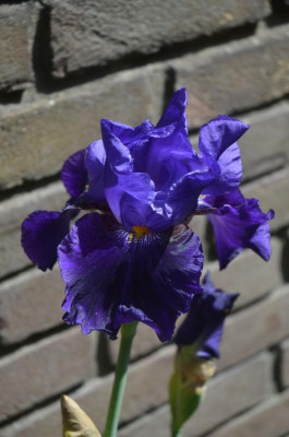 D7707.JPG