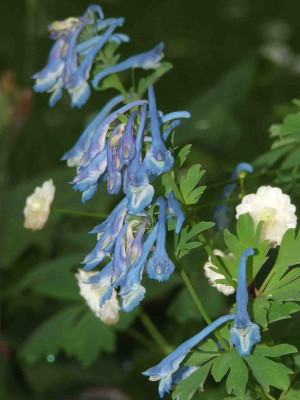 Corydalis_elata_x_flexuosa_cf_x_CRAIGTON_BLUE.jpg