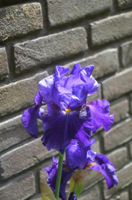 D7721.JPG