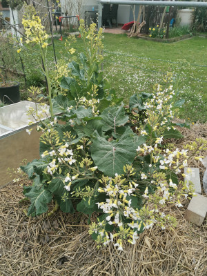Couve Blüte.jpeg